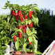 Paprika Balconi F1 – Capsicum annuum – paprikamagok