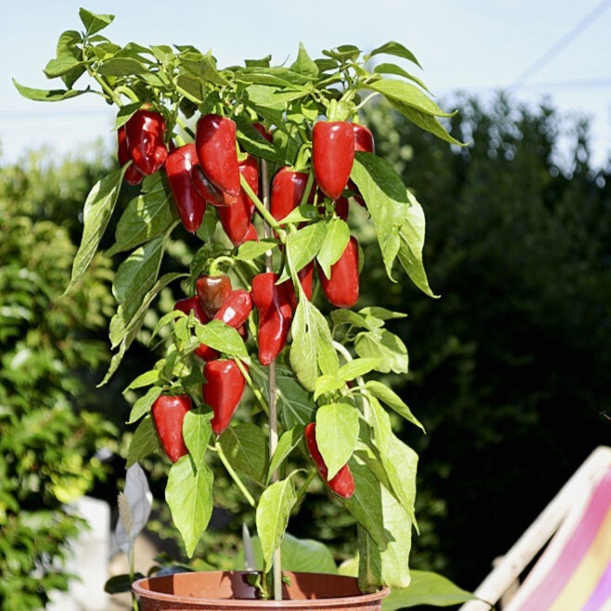 Paprika Balconi F1 – Capsicum annuum – paprikamagok
