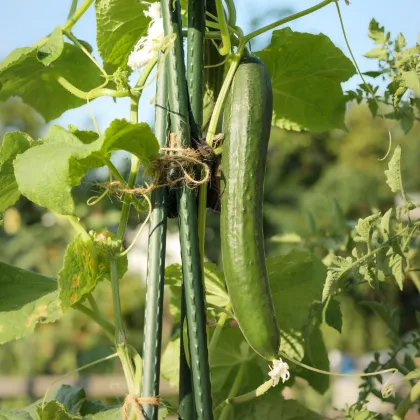 Salátauborka Tribute F1 – Cucumis sativus – uborkamagok