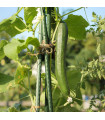 Salátauborka Tribute F1 – Cucumis sativus – uborkamagok