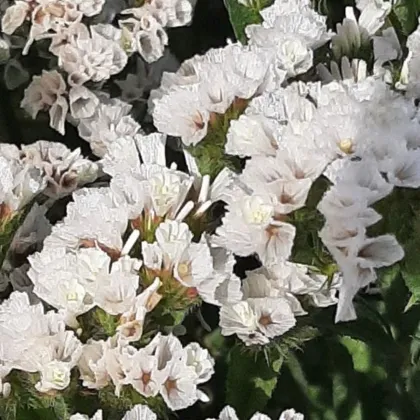Sóvirág Hipster White – Limonium sinuatum – statice magok