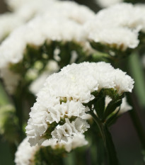 Sóvirág Hipster White – Limonium sinuatum – statice magok