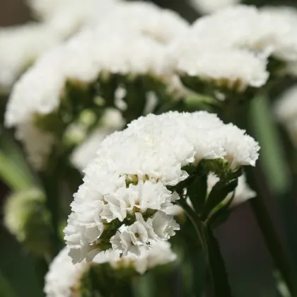 Sóvirág Hipster White – Limonium sinuatum – statice magok