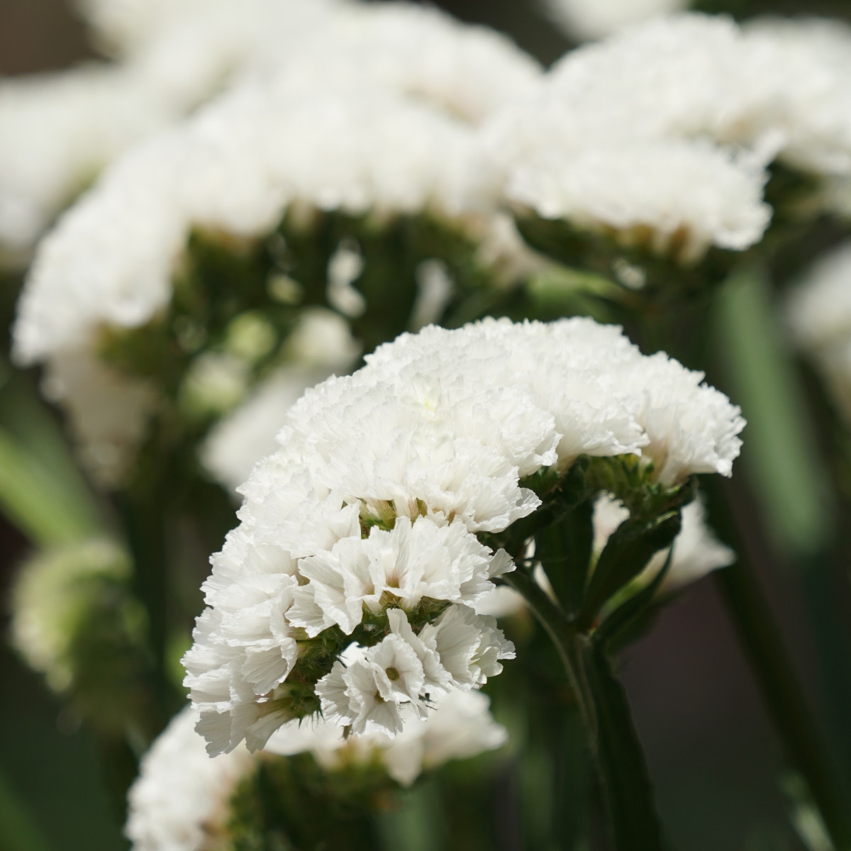 Sóvirág Hipster White – Limonium sinuatum – statice magok