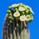 Saguaro – Gyertyatartó kaktusz – Carnegiea gigantea – kaktuszmagok – 5 db