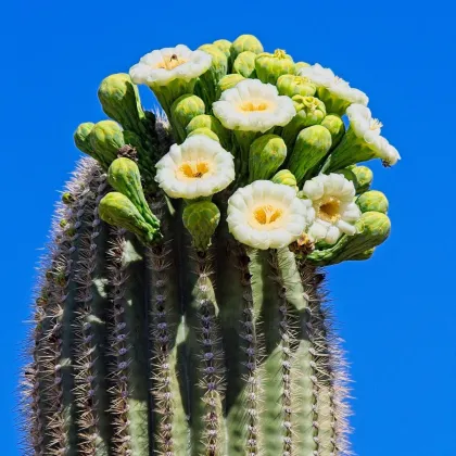 Saguaro – Gyertyatartó kaktusz – Carnegiea gigantea – kaktuszmagok – 5 db