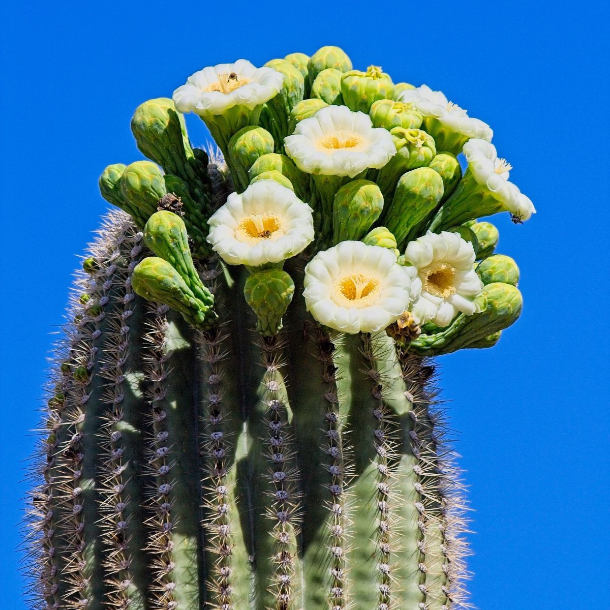 Saguaro – Gyertyatartó kaktusz – Carnegiea gigantea – kaktuszmagok – 5 db