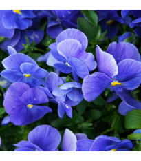Viola Carneval F1 Azure – Viola x wittrockiana – ibolya magok – 20 db