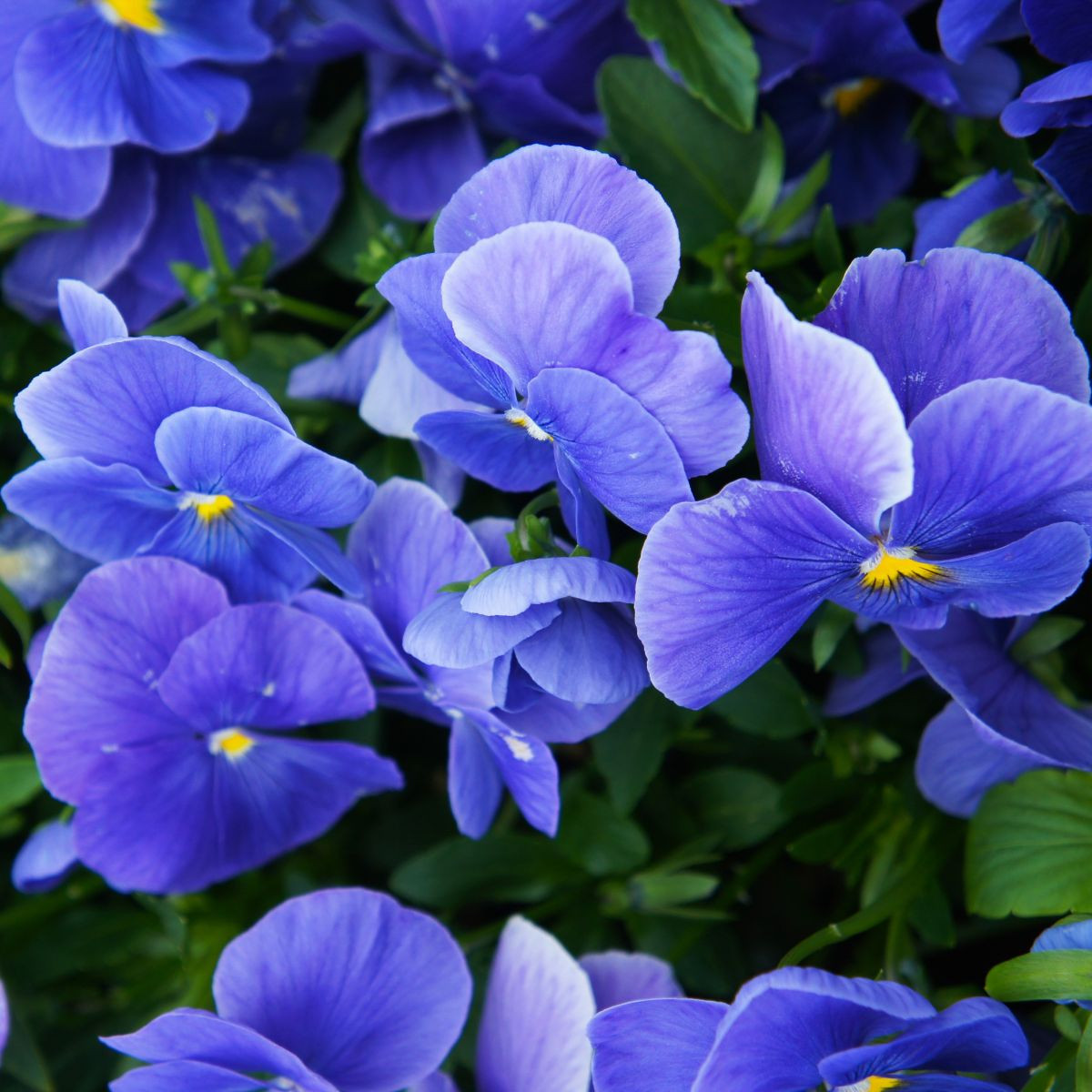 Viola Carneval F1 Azure – Viola x wittrockiana – ibolya magok – 20 db