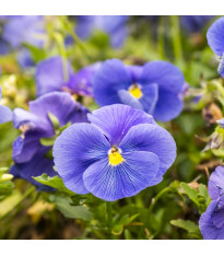 Violka Twix F1 Lavender Shades – Viola cornuta – violka magok – 20 db