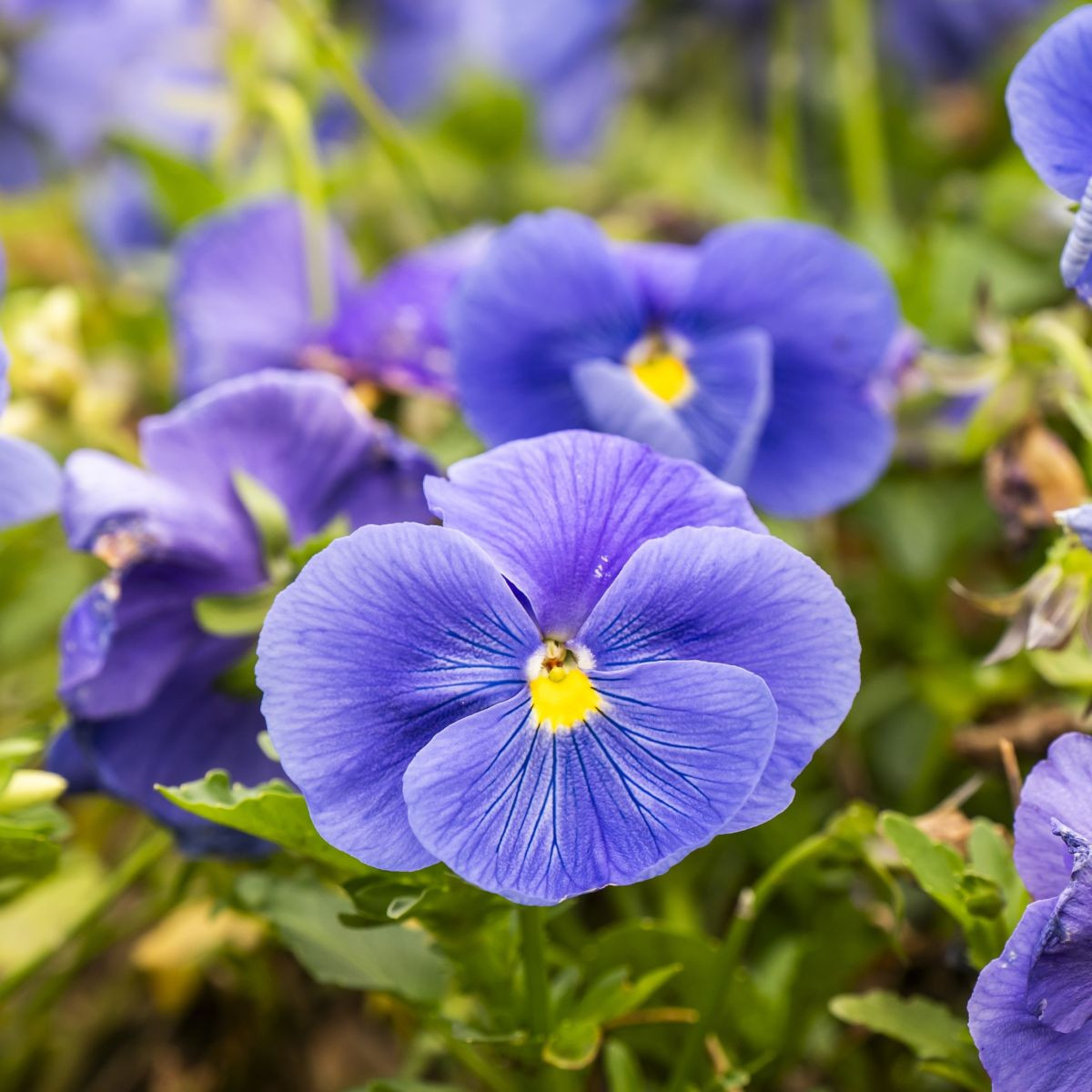 Violka Twix F1 Lavender Shades – Viola cornuta – violka magok – 20 db