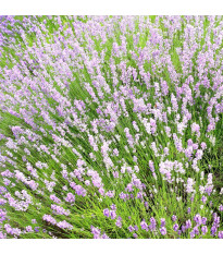 Rózsaszín gyógylevendula SPECIÁL – Lavandula angustifolia – levendulamagok – 15 db
