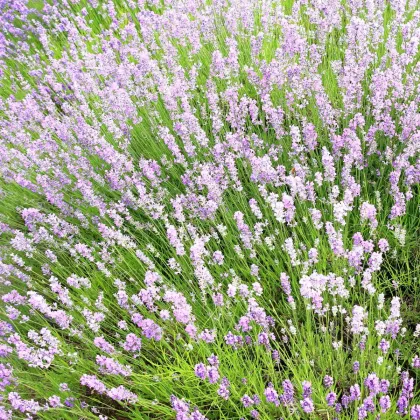 Rózsaszín gyógylevendula SPECIÁL – Lavandula angustifolia – levendulamagok – 15 db