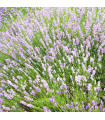 Rózsaszín gyógylevendula SPECIÁL – Lavandula angustifolia – levendulamagok – 15 db