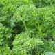 Mooskrause bio petrezselyem – Petroselinum Crispum – bio petrezselyemmag – 300 db