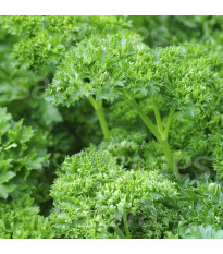 Mooskrause bio petrezselyem – Petroselinum Crispum – bio petrezselyemmag – 300 db
