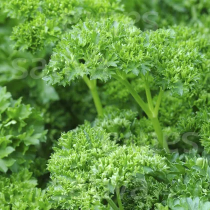 Mooskrause bio petrezselyem – Petroselinum Crispum – bio petrezselyemmag – 300 db