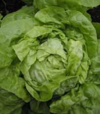 Smaragd fejessaláta – Lactuca sativa – salátamag – 400 db