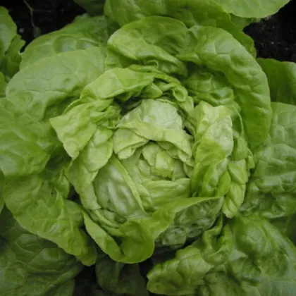 Smaragd fejessaláta – Lactuca sativa – salátamag – 400 db
