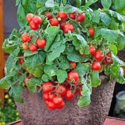 Paradicsom Red Robin – Solanum lycopersicum – paradicsommagok