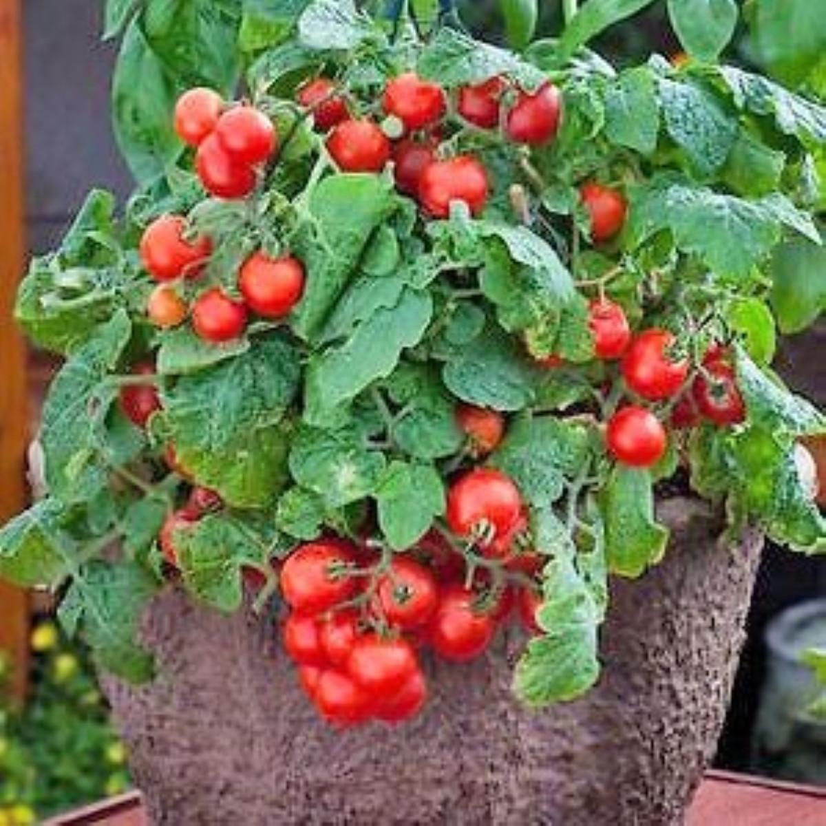 Paradicsom Red Robin – Solanum lycopersicum – paradicsommagok
