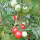 Paradicsom Red Robin – Solanum lycopersicum – paradicsommagok