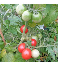 Paradicsom Red Robin – Solanum lycopersicum – paradicsommagok