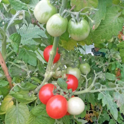 Paradicsom Red Robin – Solanum lycopersicum – paradicsommagok