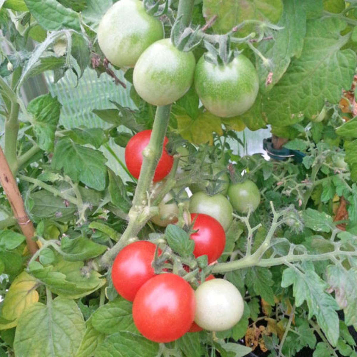 Paradicsom Red Robin – Solanum lycopersicum – paradicsommagok