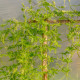 Achokcha – Cyclanthera pedata – achokcha magok – 6 db