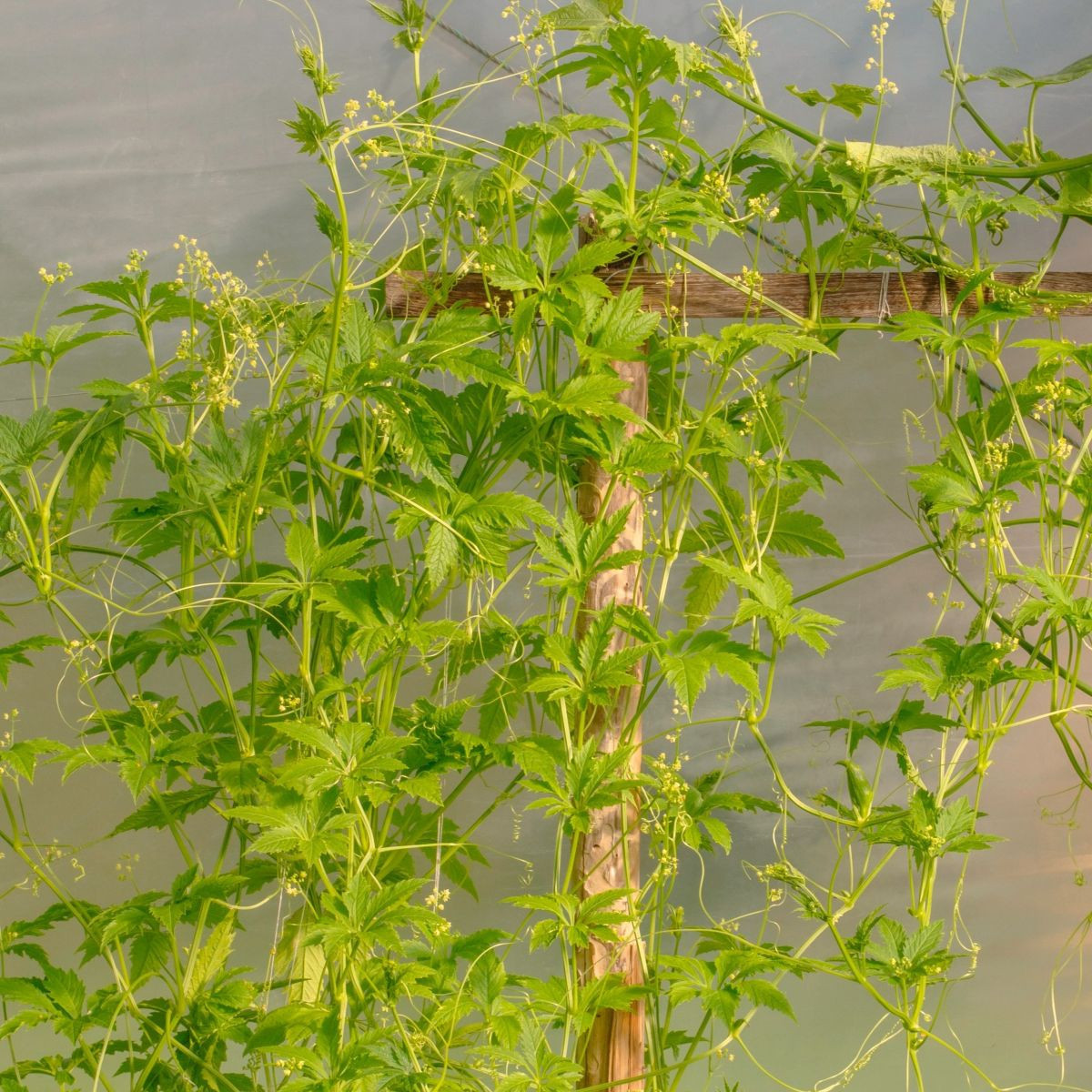 Achokcha – Cyclanthera pedata – achokcha magok – 6 db