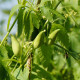 Achokcha – Cyclanthera pedata – achokcha magok – 6 db