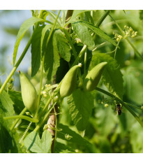 Achokcha – Cyclanthera pedata – achokcha magok – 6 db