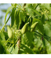 Achokcha – Cyclanthera pedata – achokcha magok – 6 db