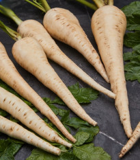 Paszternák Javelin – Pastinaca sativa – paszternák vetőmag