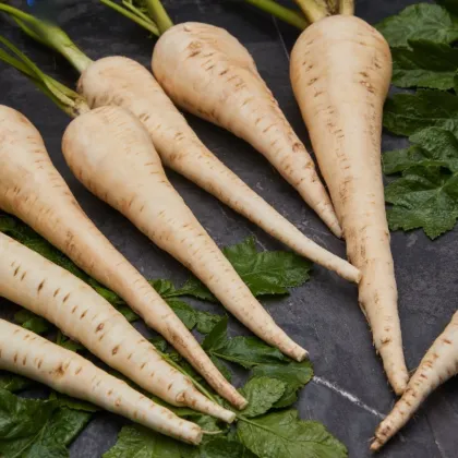 Paszternák Javelin – Pastinaca sativa – paszternák vetőmag