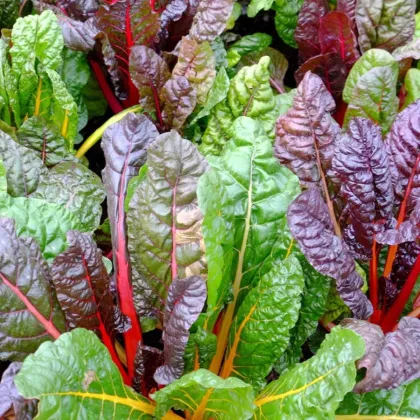 BIO Mángold Fireworks – Beta vulgaris – bio mángold vetőmag – 45 db
