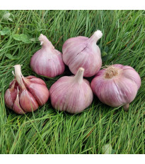 Skalka ültetőhagyma – Allium sativum – keményfajta – hagymagumók – 1 csomag