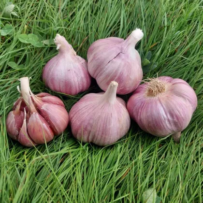 Skalka ültetőhagyma – Allium sativum – keményfajta – hagymagumók – 1 csomag