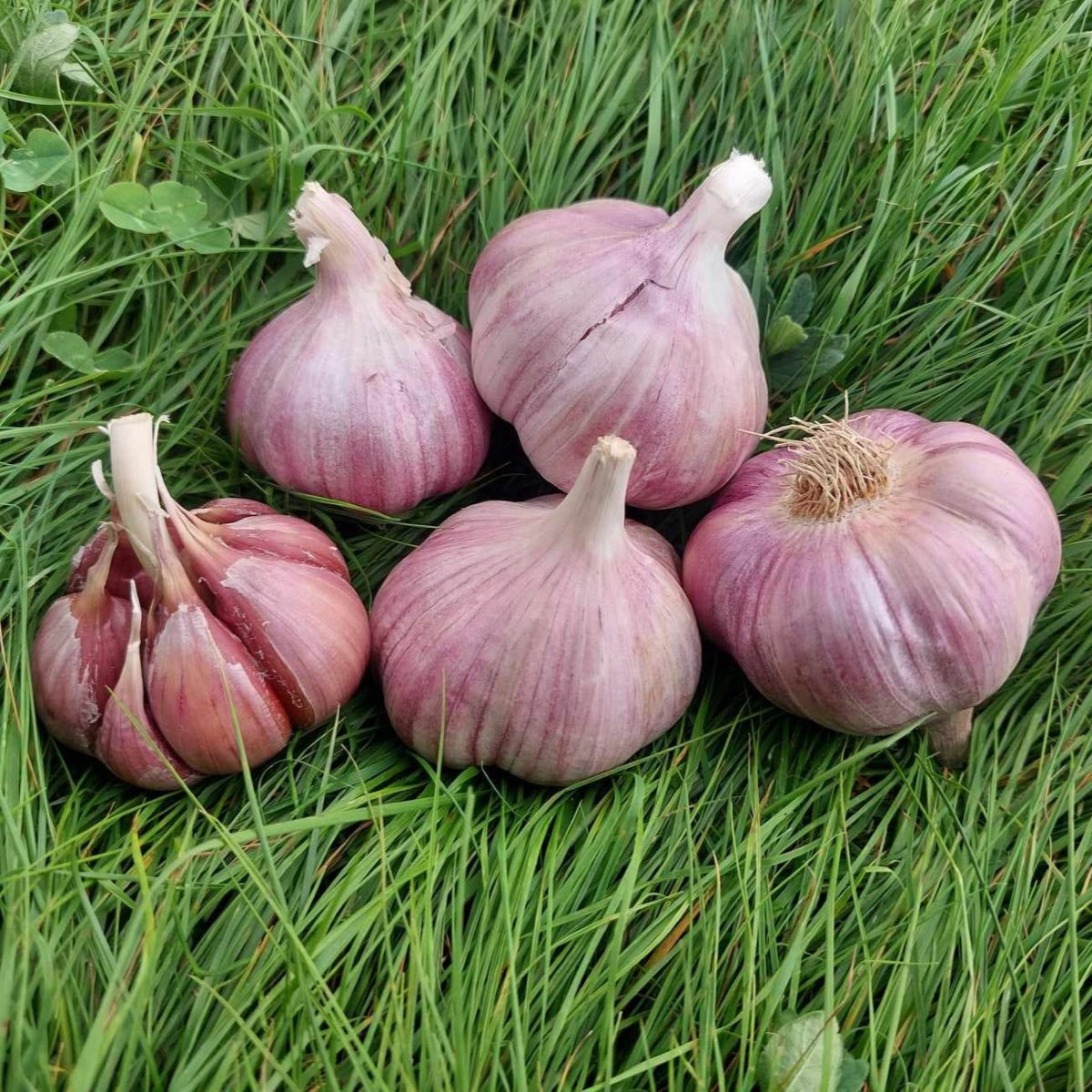 Skalka ültetőhagyma – Allium sativum – keményfajta – hagymagumók – 1 csomag