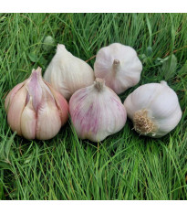 Matinka ültetőhagyma – Allium sativum – nem virágzó fajta – fokhagyma – 1 csomag