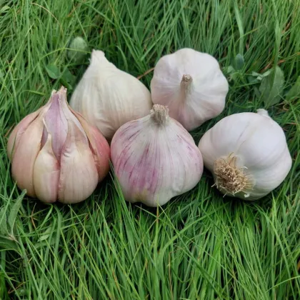 Matinka ültetőhagyma – Allium sativum – nem virágzó fajta – fokhagyma – 1 csomag