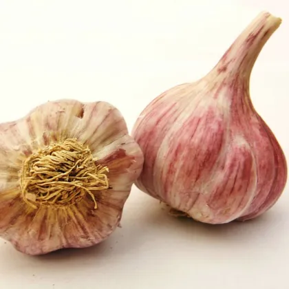 Slavin II ültetési fokhagyma – Allium sativum – keményfokhagyma – 1 csomag