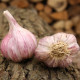 Slavin II ültetési fokhagyma – Allium sativum – keményfokhagyma – 1 csomag