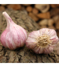 Slavin II ültetési fokhagyma – Allium sativum – keményfokhagyma – 1 csomag