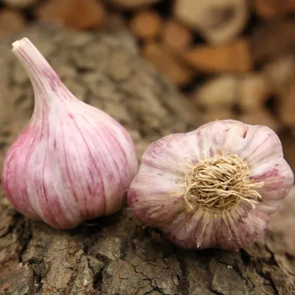 Slavin II ültetési fokhagyma – Allium sativum – keményfokhagyma – 1 csomag