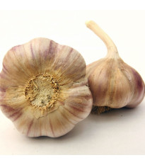 Vekan ültetőhagyma – Allium sativum – keményfajta – 1 csomag