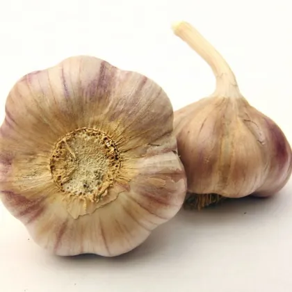 Vekan ültetőhagyma – Allium sativum – keményfajta – 1 csomag