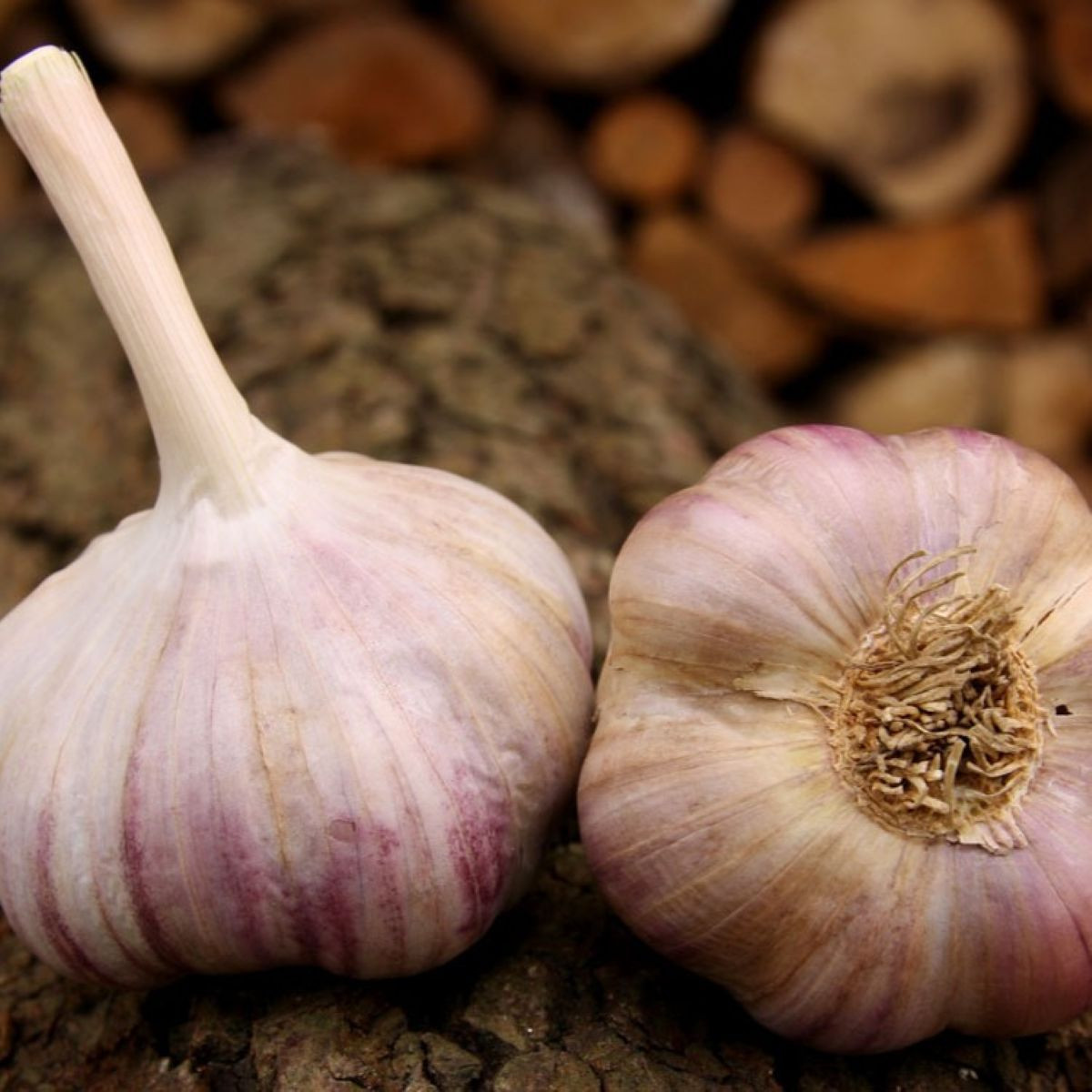 Vekan ültetőhagyma – Allium sativum – keményfajta – 1 csomag