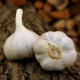 Bjetin ültetőhagyma – Allium sativum – őszi keményfajta – hagymagumók – 1 csomag